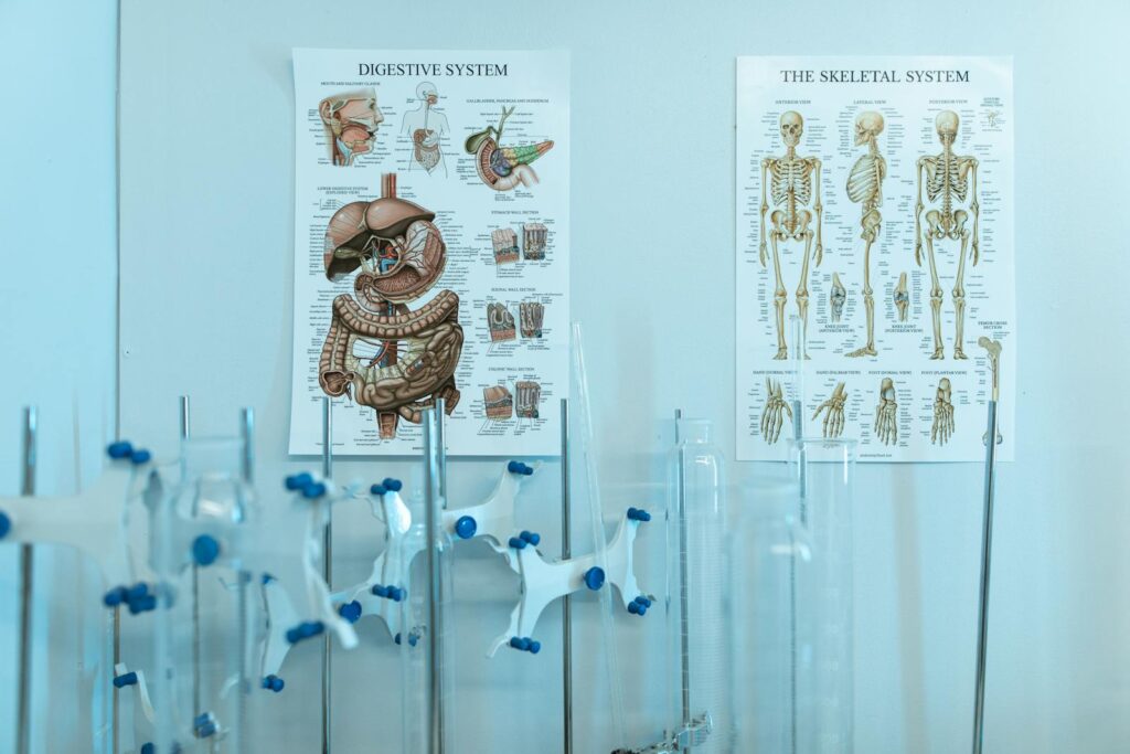 Colorful anatomy posters with laboratory apparatus showcasing human systems.